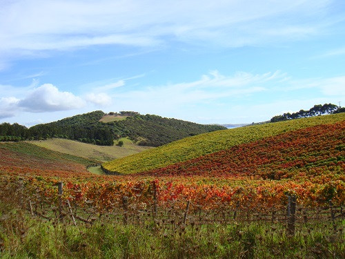 ワイヘキ島　テイストオブワイヘキツアー（英語ツアー）の写真